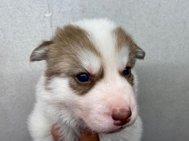 Femelle Pinto rousse Husky LOF disponible