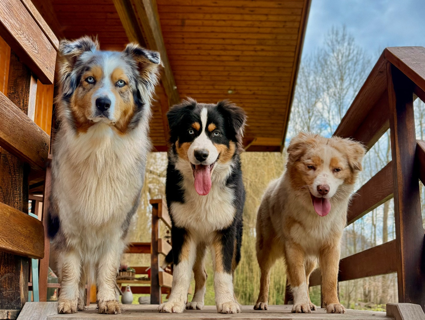 Nos Bergers Australiens