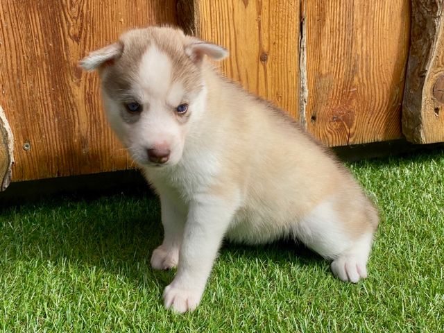De L'Oree Du Vercors - Chiots disponibles - Siberian Husky