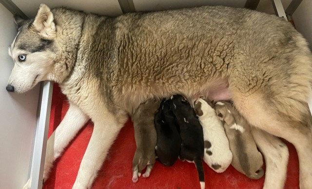 Chiot Siberian Husky De L'Oree Du Vercors