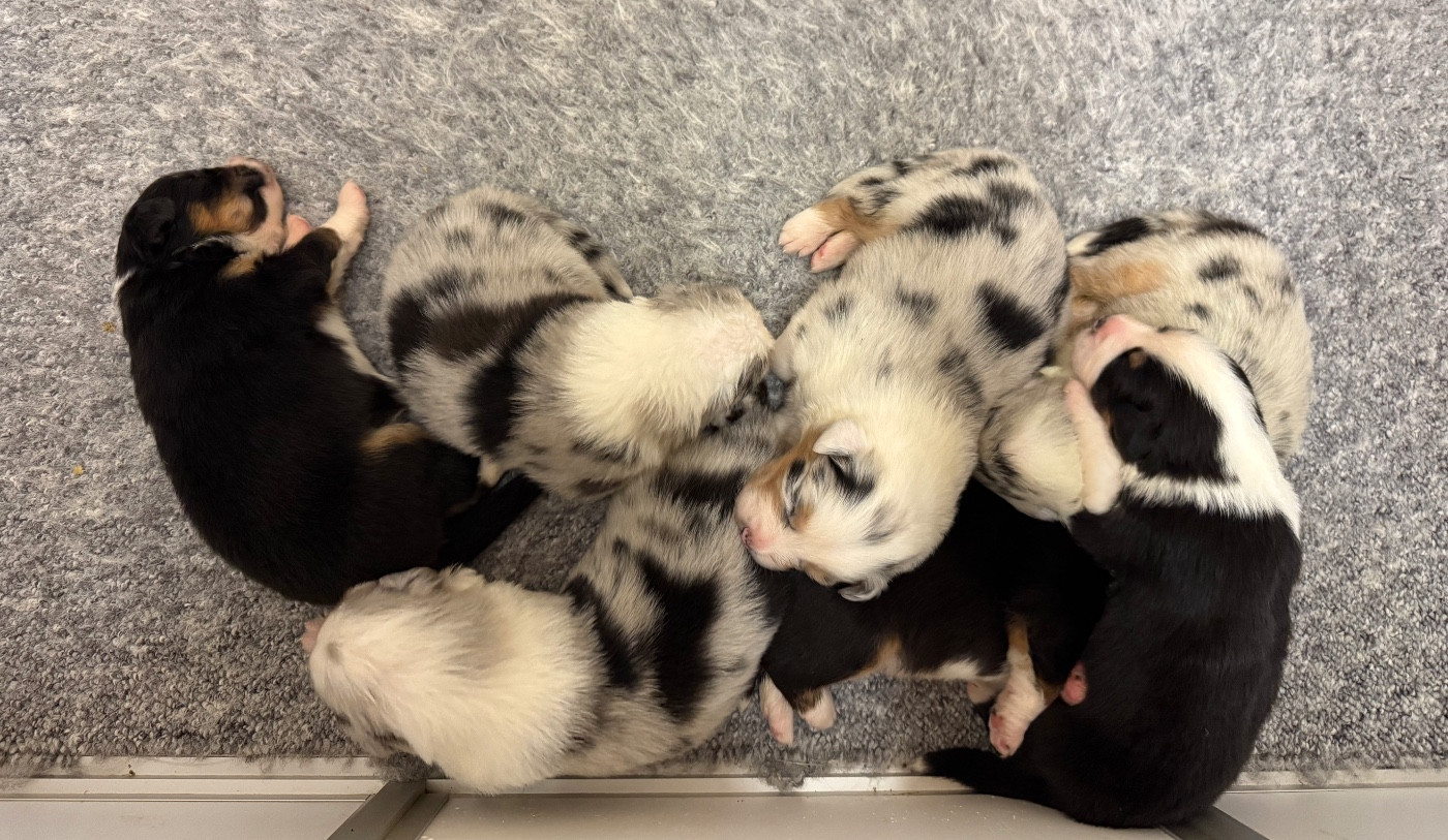Chiot Berger Australien De L'Oree Du Vercors