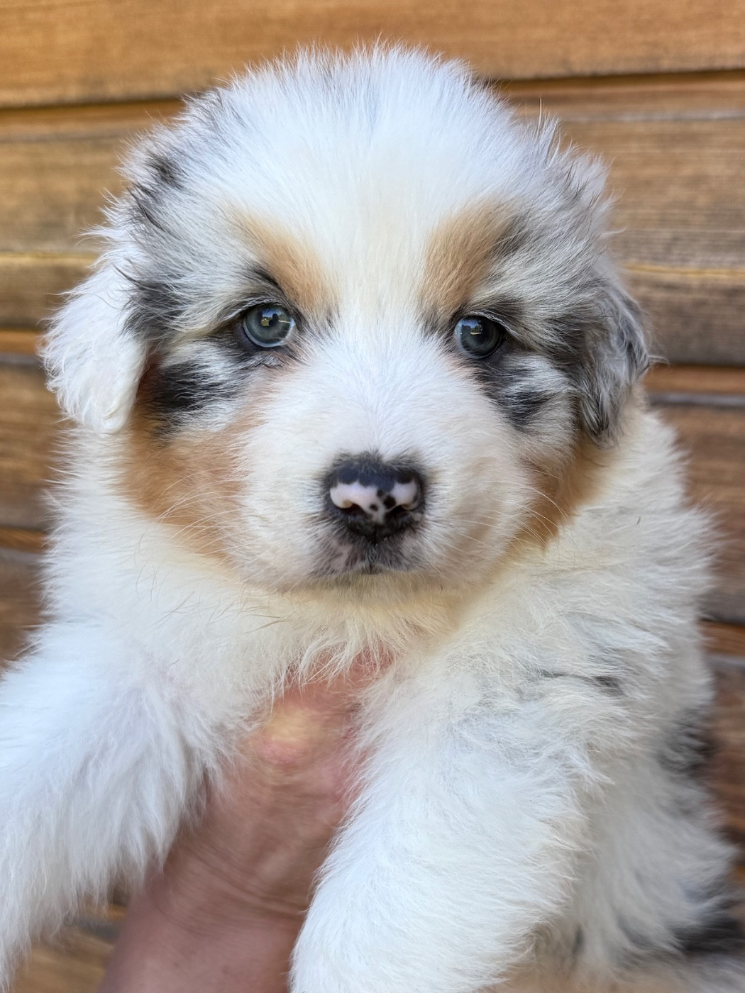 De L'Oree Du Vercors - Chiots disponibles - Berger Australien