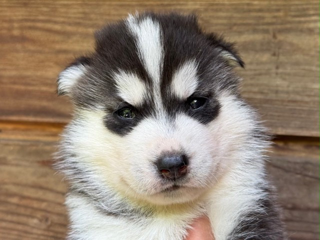 De L'Oree Du Vercors - Chiots disponibles - Siberian Husky