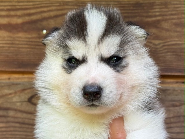 De L'Oree Du Vercors - Chiots disponibles - Siberian Husky