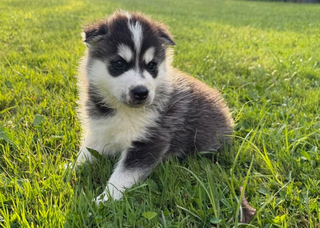 De L'Oree Du Vercors - Chiots disponibles - Siberian Husky