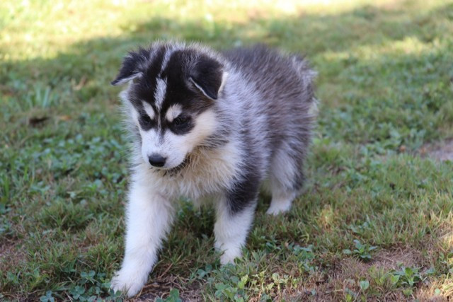De L'Oree Du Vercors - Chiots disponibles - Siberian Husky