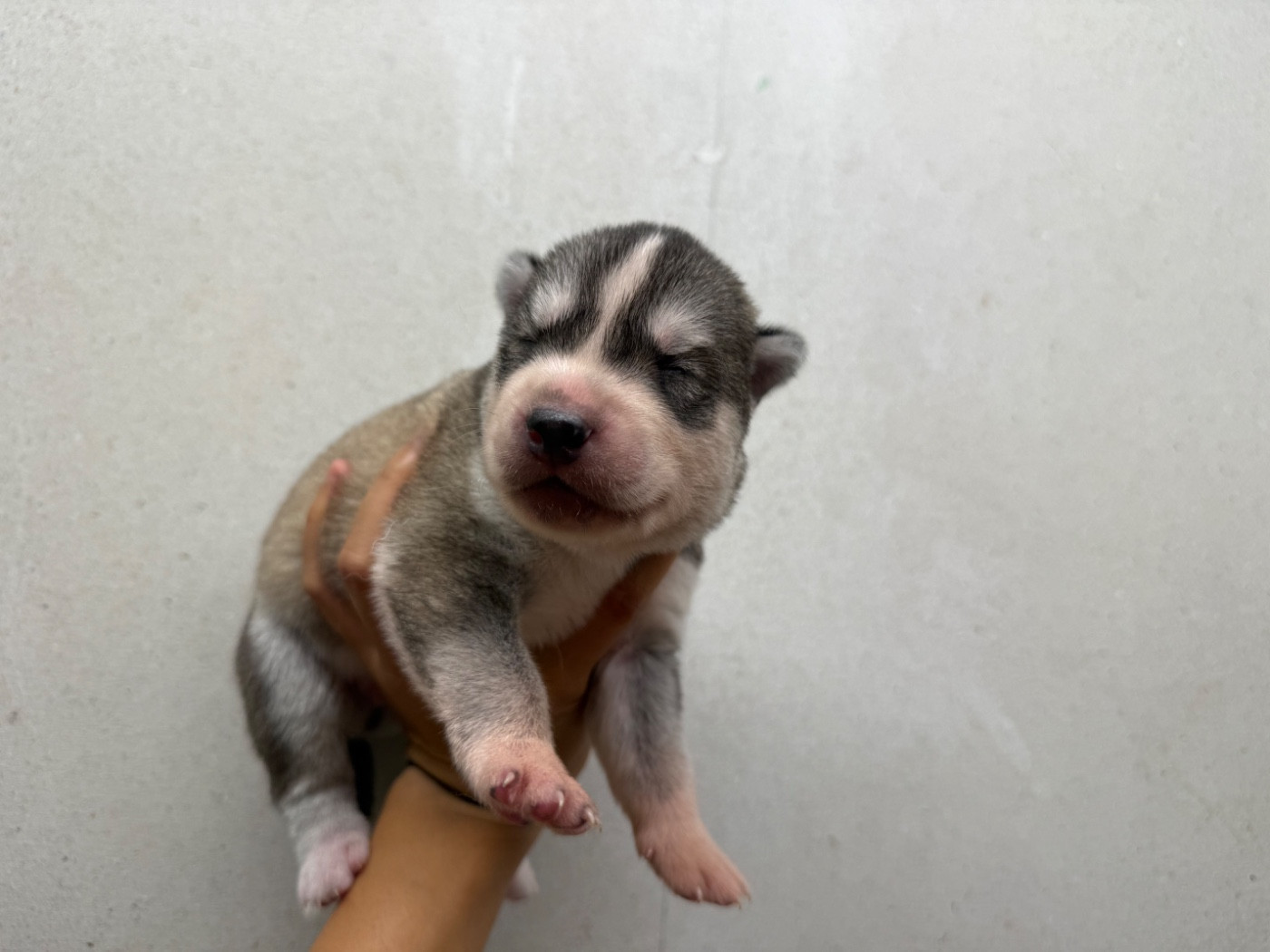 De L'Oree Du Vercors - Chiots disponibles - Siberian Husky