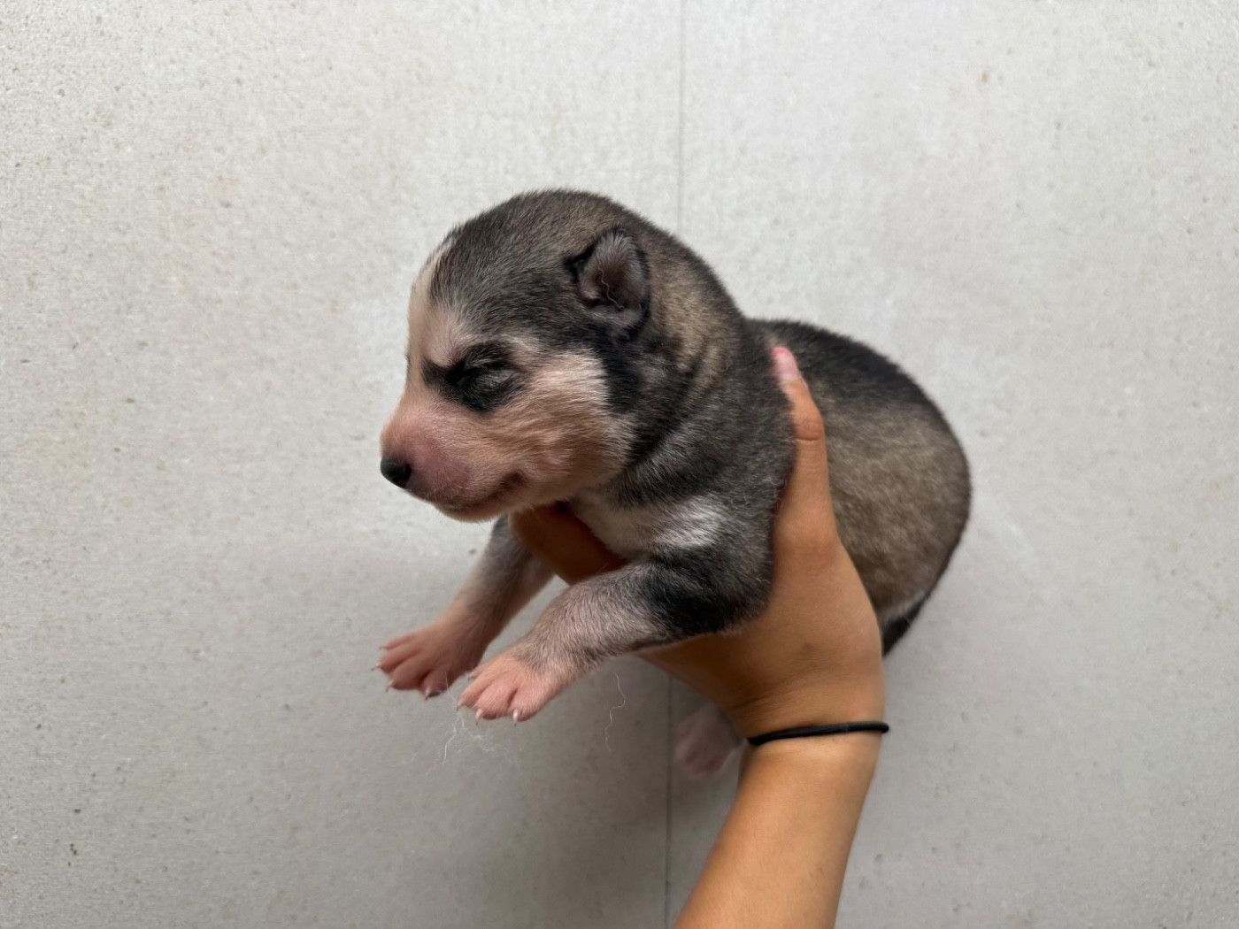 De L'Oree Du Vercors - Chiots disponibles - Siberian Husky