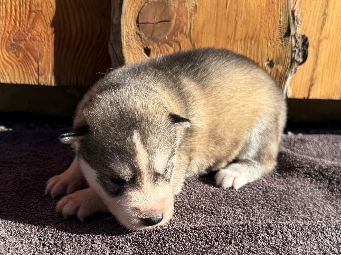 De L'Oree Du Vercors - Chiots disponibles - Siberian Husky