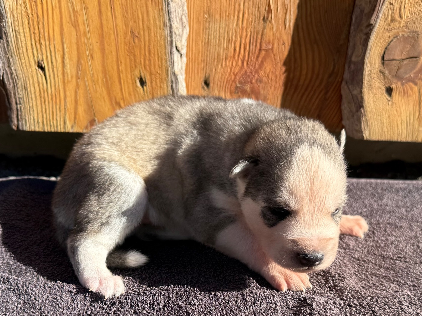 De L'Oree Du Vercors - Chiots disponibles - Siberian Husky