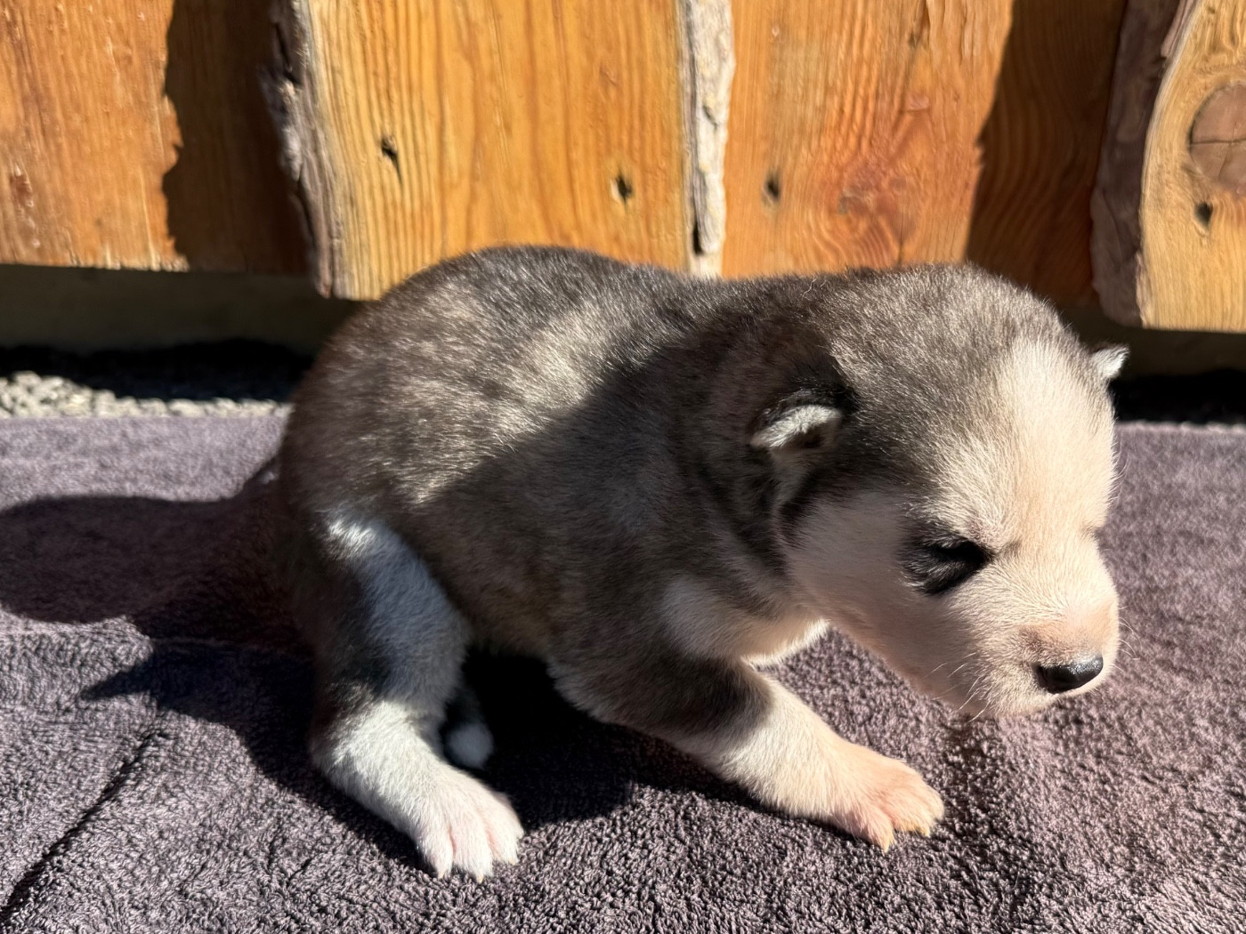 De L'Oree Du Vercors - Chiots disponibles - Siberian Husky