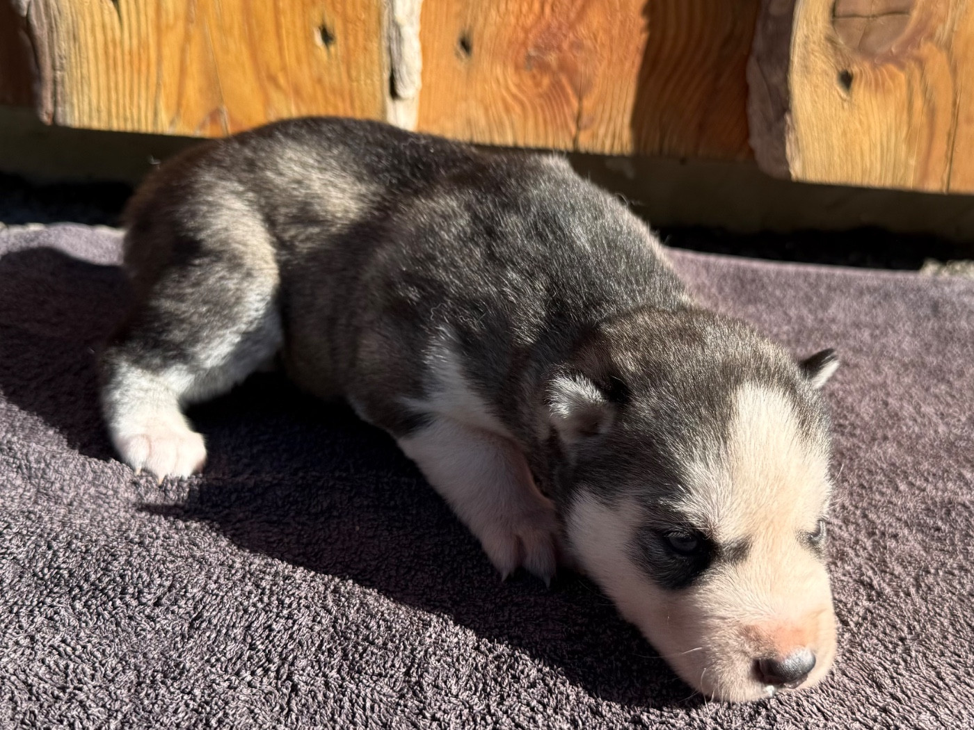 De L'Oree Du Vercors - Chiots disponibles - Siberian Husky