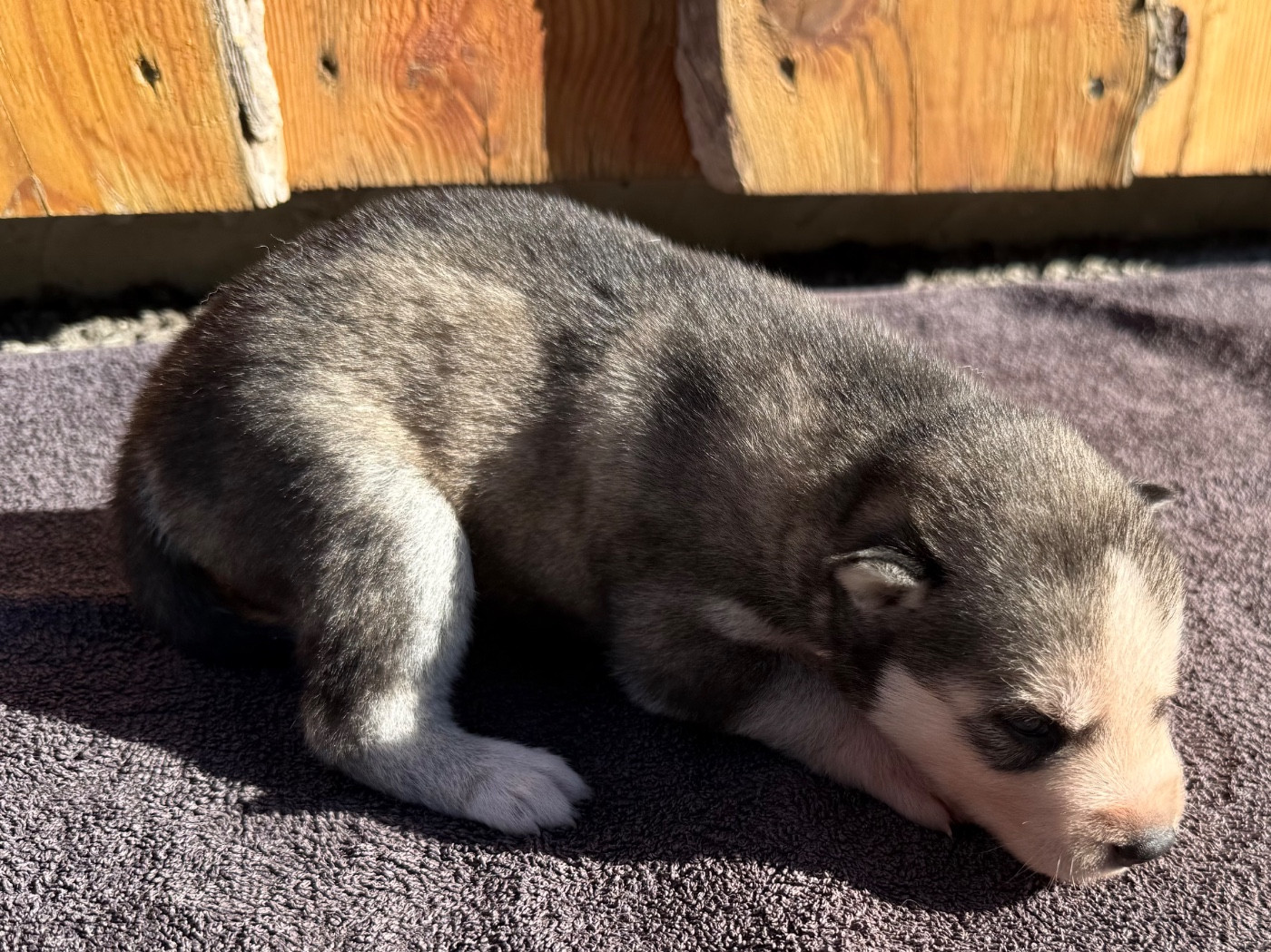 De L'Oree Du Vercors - Chiots disponibles - Siberian Husky