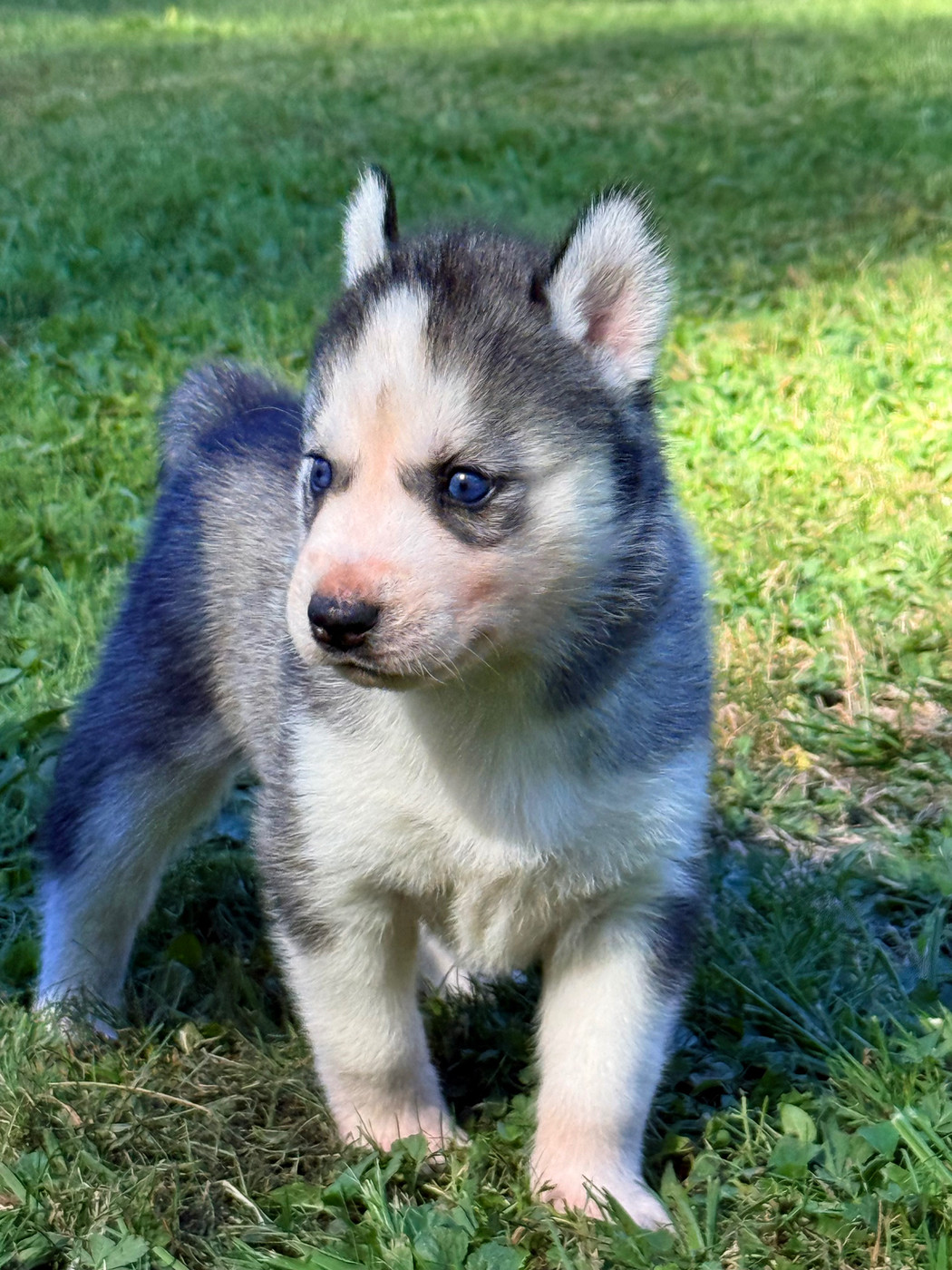 De L'Oree Du Vercors - Chiots disponibles - Siberian Husky