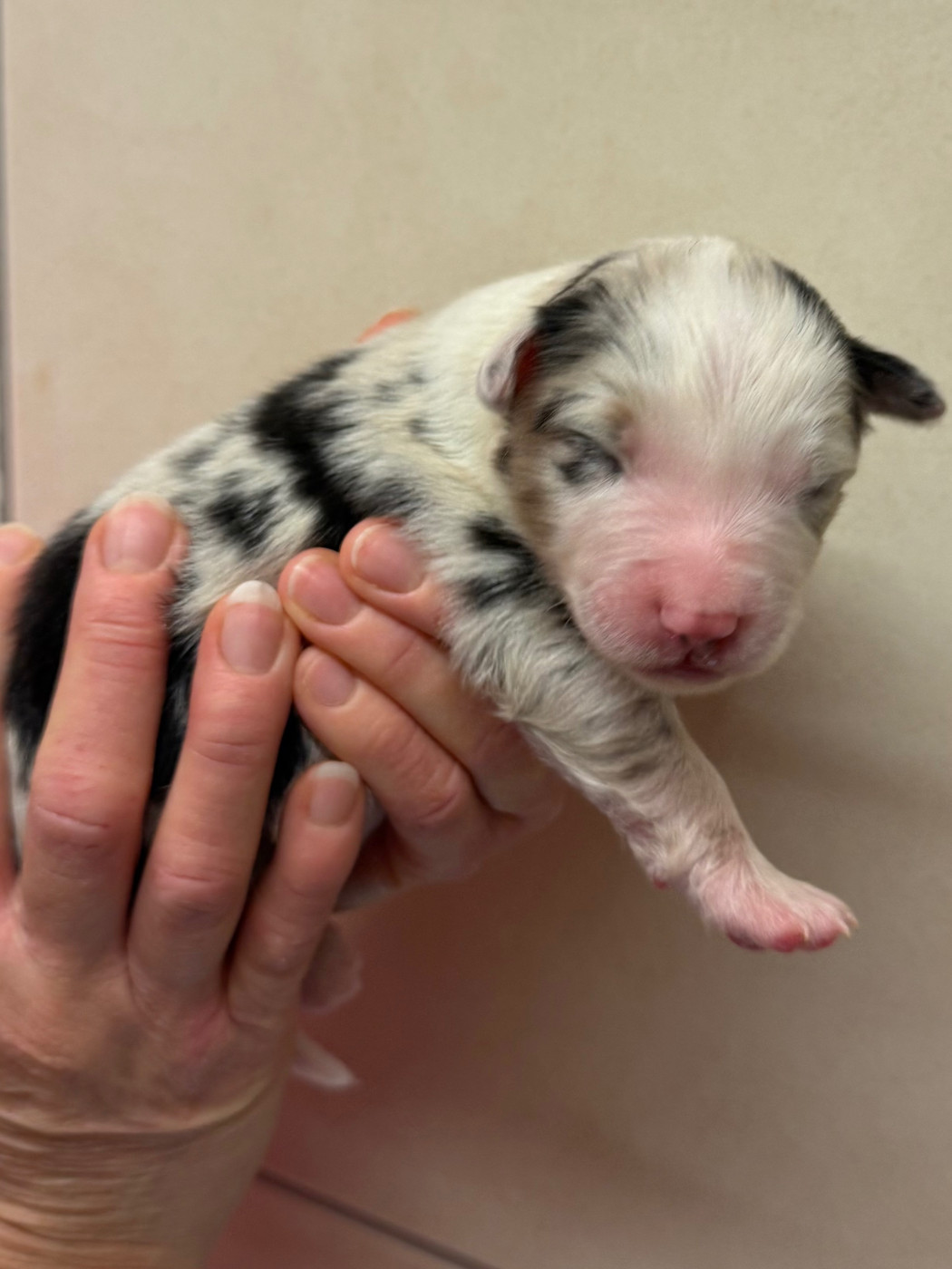 De L'Oree Du Vercors - Chiots disponibles - Berger Australien