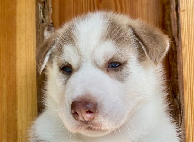 De L'Oree Du Vercors - Chiots disponibles - Siberian Husky