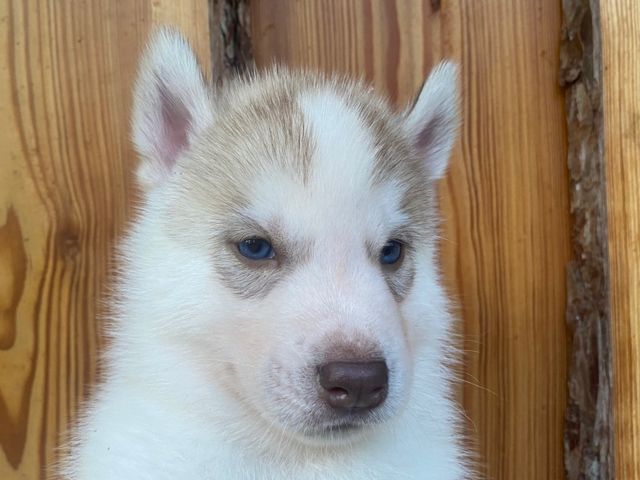 De L'Oree Du Vercors - Siberian Husky - Portée née le 13/08/2025