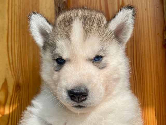 De L'Oree Du Vercors - Chiots disponibles - Siberian Husky